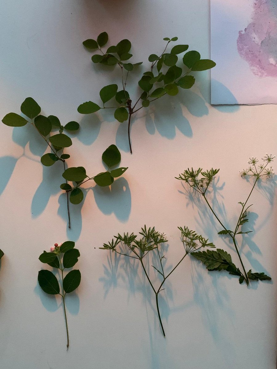 Mireia Casanyes Dalmau tweet media