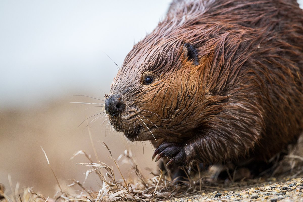 rsmibert's tweet photo. North American Beaver (Castor canadensis) 🦫
#ElkIslandNP #ElkIsland https://t.co/yzYIci8Mmr