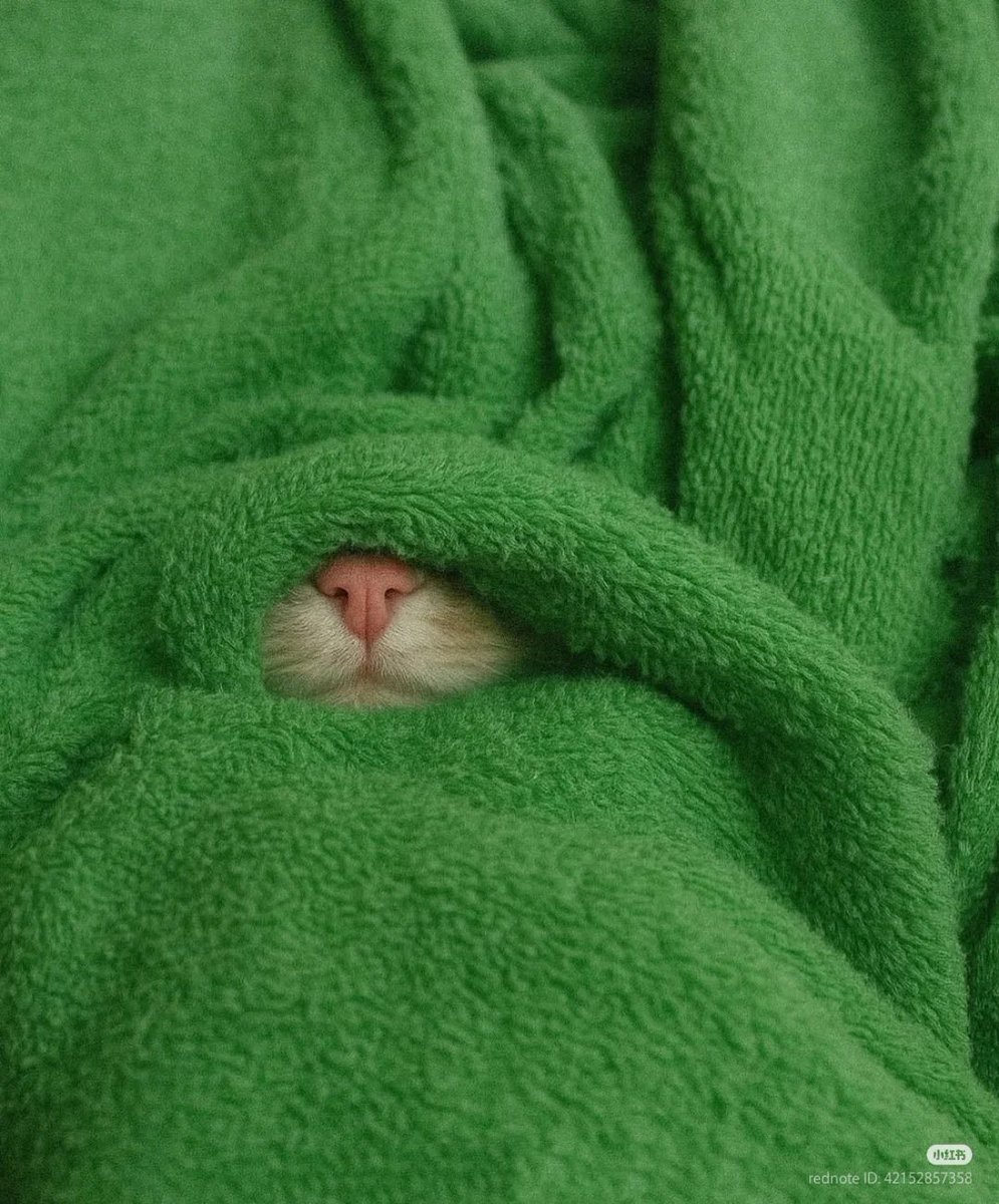 dailybtscats's tweet image. happy birthday our jiminie 𝜗𝜚
#HappyJiminDay