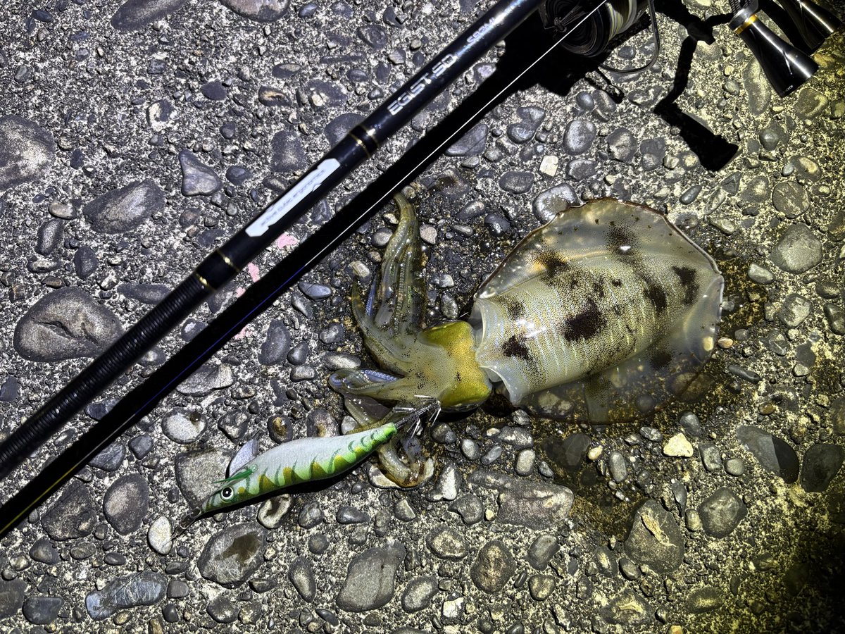 PSA10】ゴースト トップサン 裏緑 世界約18枚 PSA10】ゴースト トップ