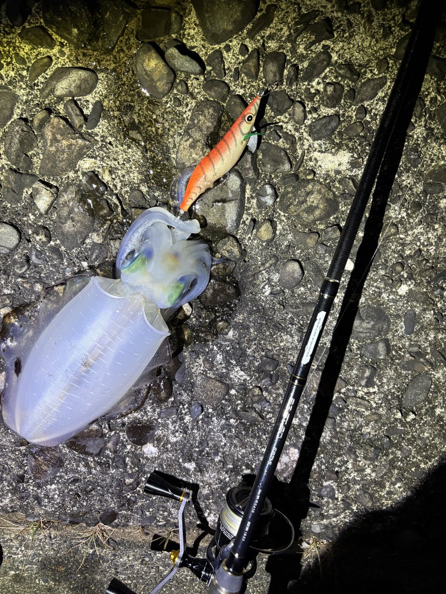 つっちゃん on X