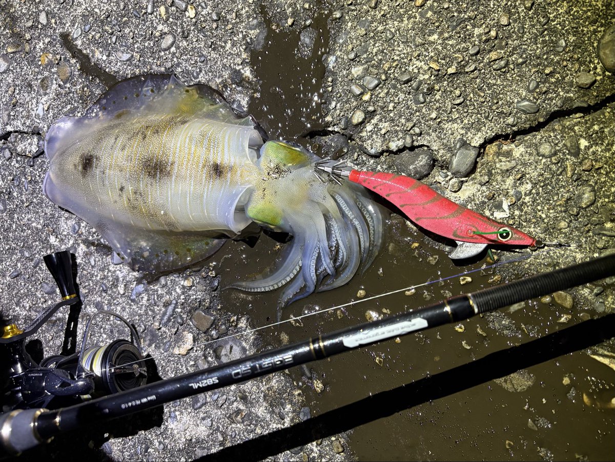 つっちゃん on X