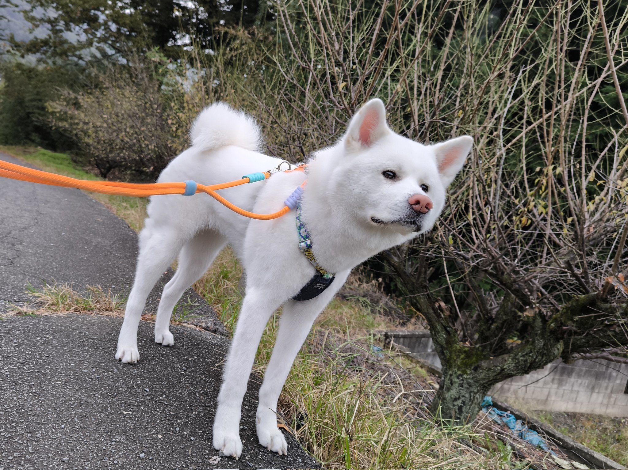 犬っころさま専用 小型犬後ろ足用 ホールド セーラーマリン | 歩行補助ハーネス