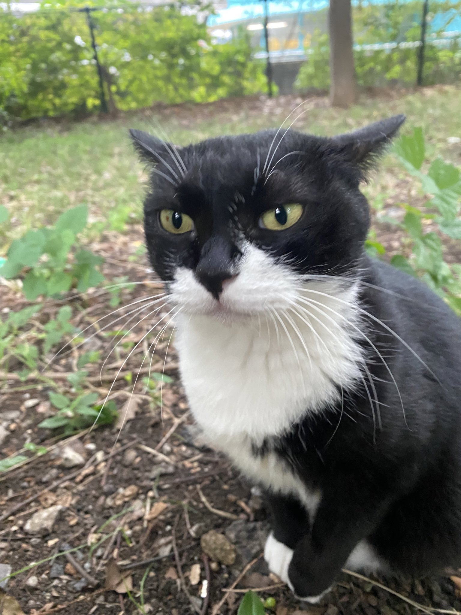 にゃん太郎 にゃん太郎 (@nyannyan__taro) / X