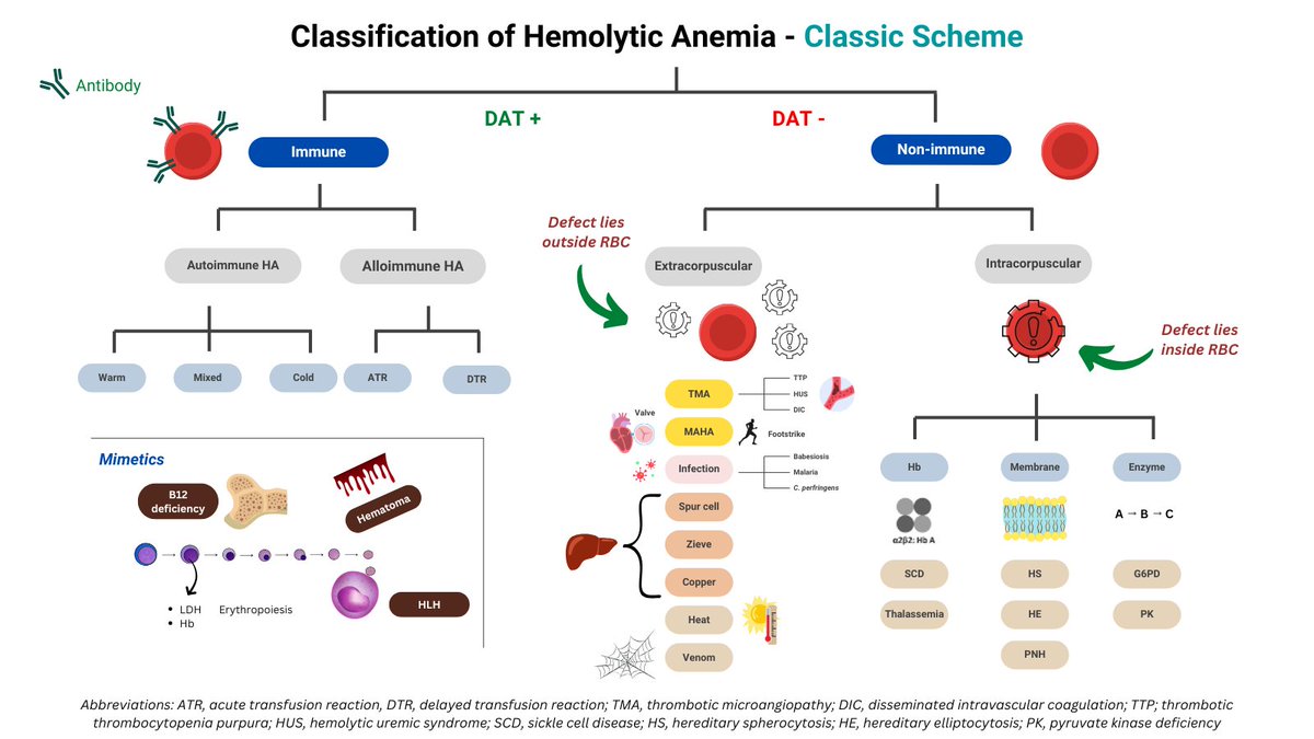 1/6 RETHINKING HEMOLYSIS CLASSIFICATION I recently saw an incredibly rare  but fascinating case of T-cell large granular lymphocytic (T-LGL)–mediated,  DAT-negative hemolysis. It prompted me to rethink how we classify hemolytic  anemia and