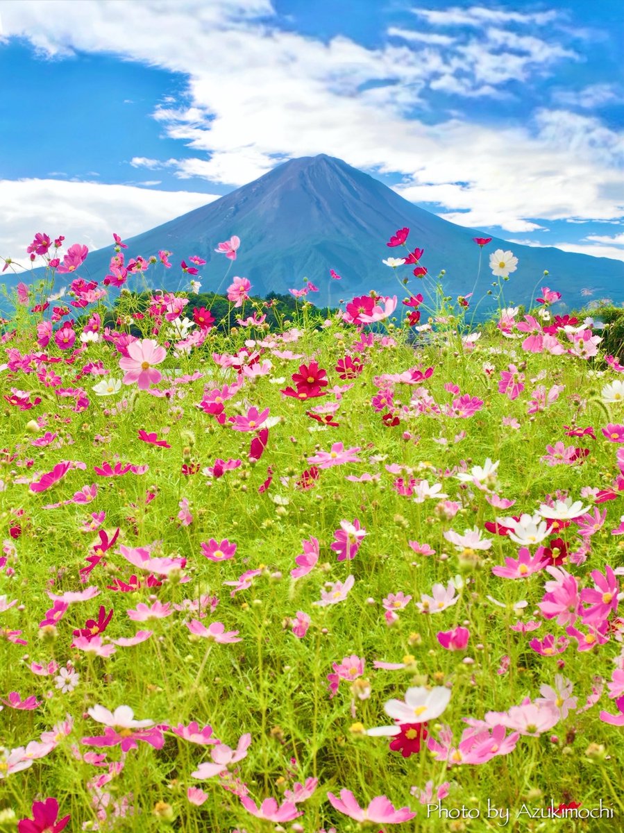 富士山を優しく包み込むコスモス達🗻🌸*:･ﾟ