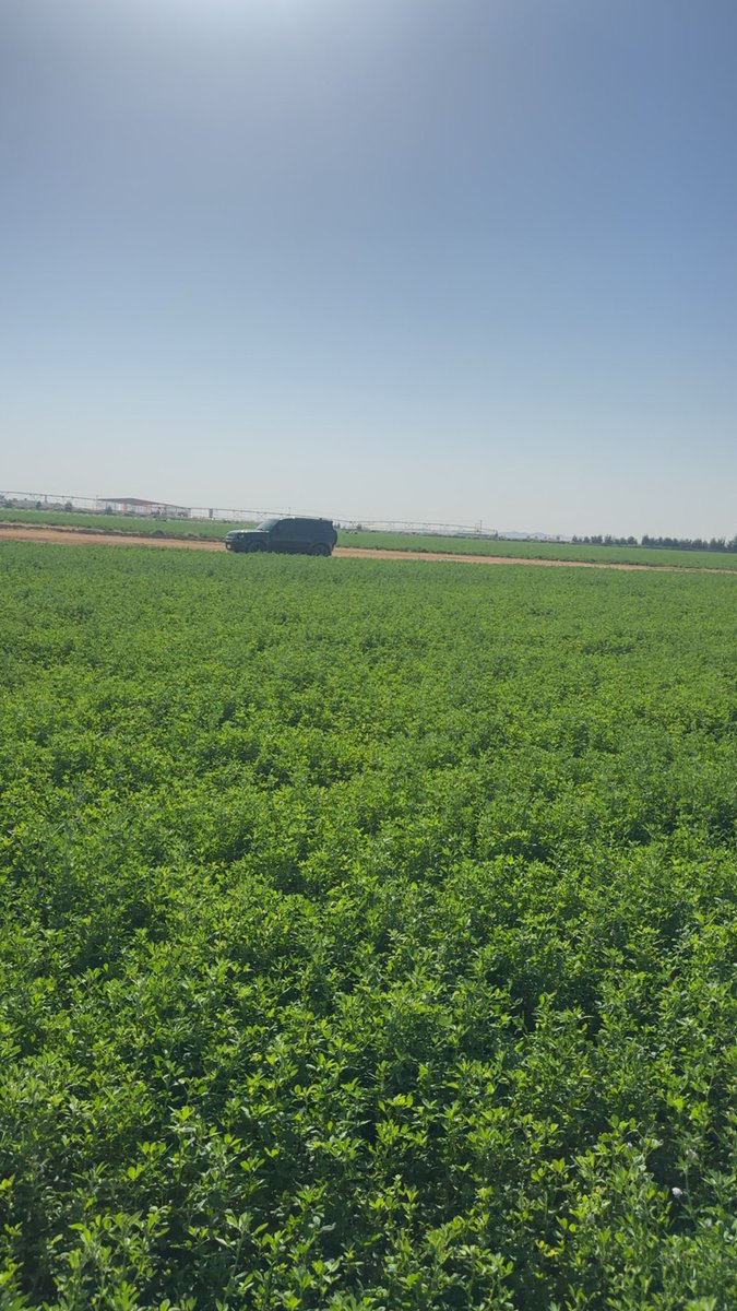 د. ضاري الضمادي tweet media