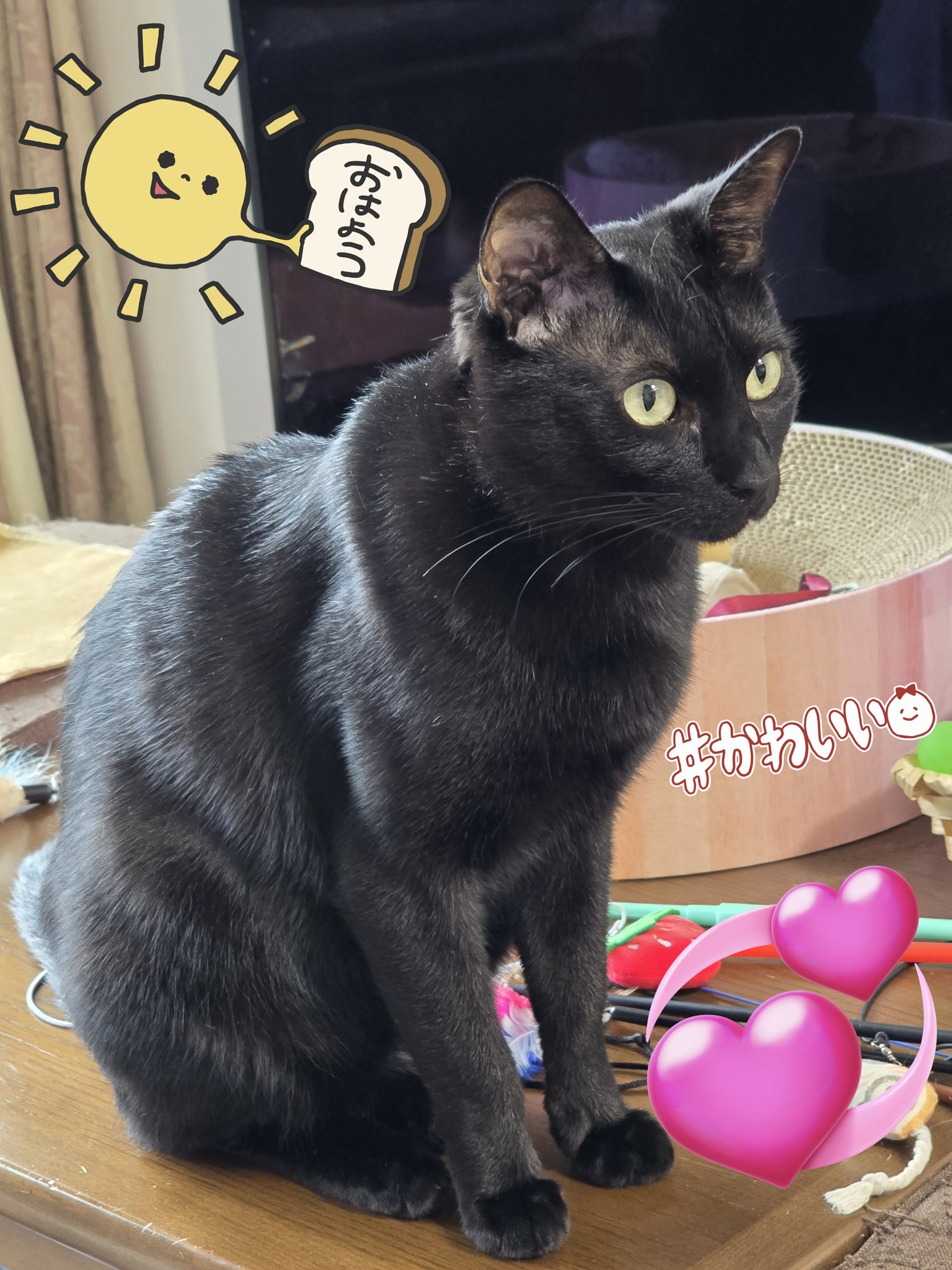 黒猫みんと さき🍀みちこ on X: 