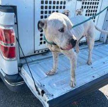 Poor Drifty has 2 pledges. He needs more pledges to attract a rescue if he isn’t reclaimed or adopted. Please help!!! Get Drifty out of Rocky Mount NC Animal Shelter!!  Pledge and retweet sweet Drifty!!