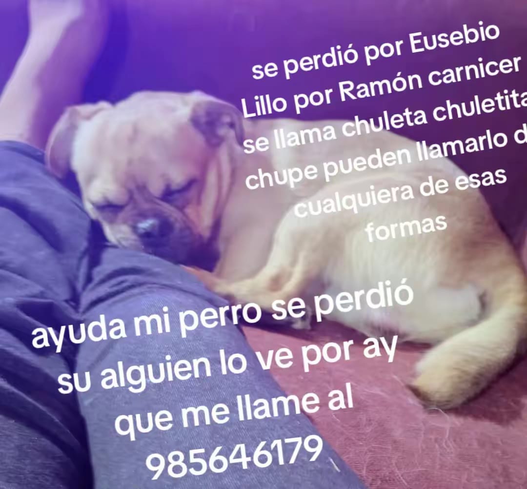 nativid80327702's tweet photo. Difundir por favor, perrito extraviado #puq https://t.co/VZ4C3Qe3rE