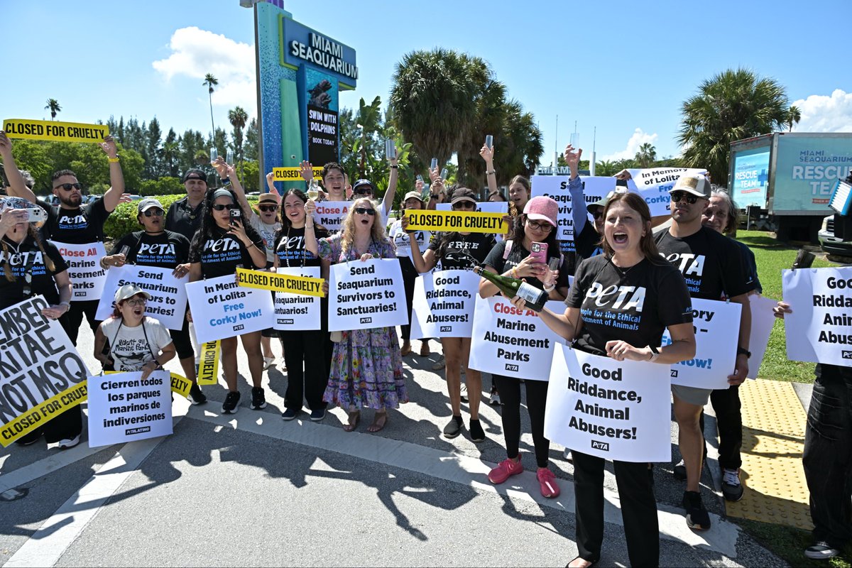 We’re celebrating outside the Miami Seaquarium 🥂 popping champagne and saying “Sea ya later, animal abusers!” After 70 years of misery, this place is finally shutting down—and we’re calling for the surviving animals to be released or sent to reputable sanctuaries.