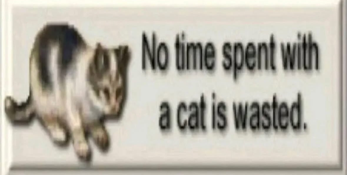 More Cats (@evenmorecats) on Twitter photo 