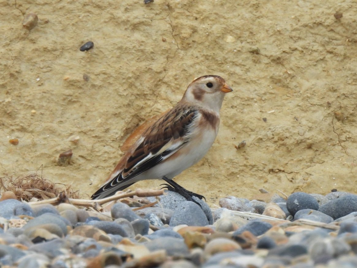 Mark Clements tweet media