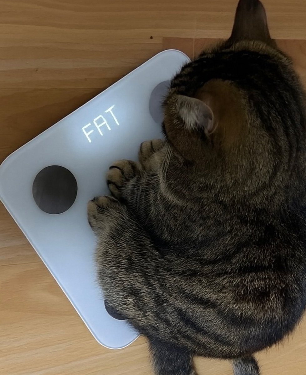 AuraWithCat's tweet image. Not true