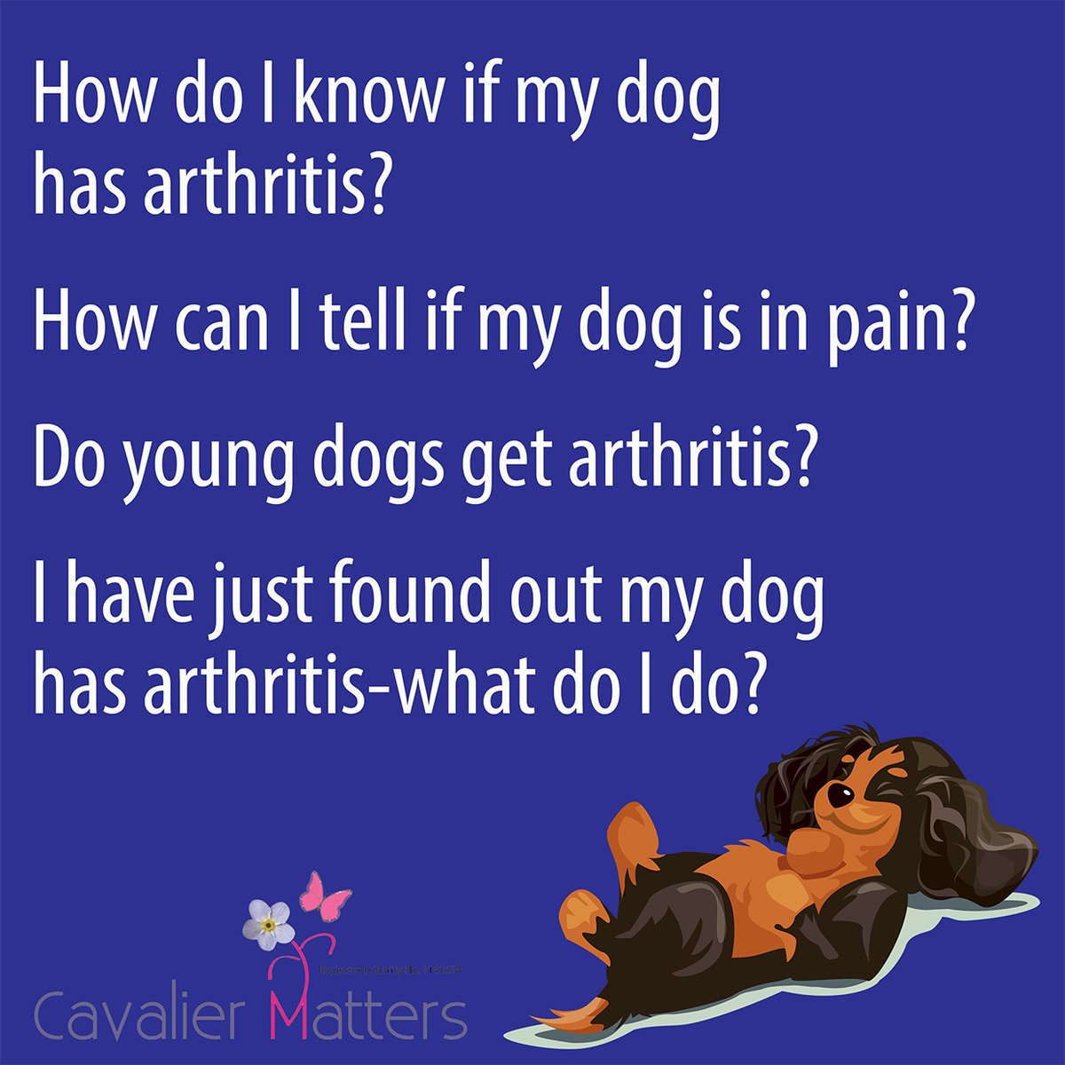 CavalierMatters's tweet image. Today is World Arthritis Day; sadly, too often, symptoms are dismissed as slowing down due to old age or just being a bit stiff. 

Please visit our friends at caninearthritis.co.uk 

#YourDogMoreYears #dogsoftwitter #savingliveseveryday #seniordogs