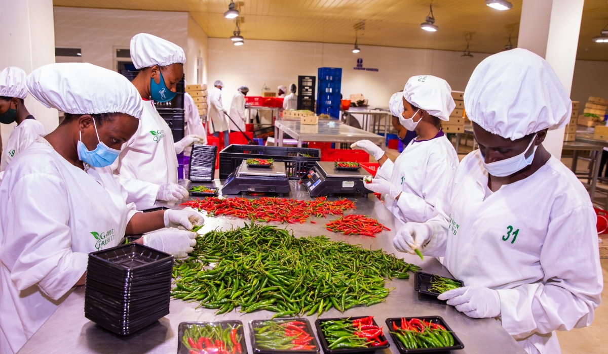 hallaboutafrica's tweet image. Chili confidence. Two months ago Rwanda became 1st African country to export dried chilis to China. Production has grown 11.2% yearly since 2011 and forecast to be 8830 tons in 2026. But with new China market Rwanda now aims to produce 40K tons by 2030.🇷🇼🌶️
