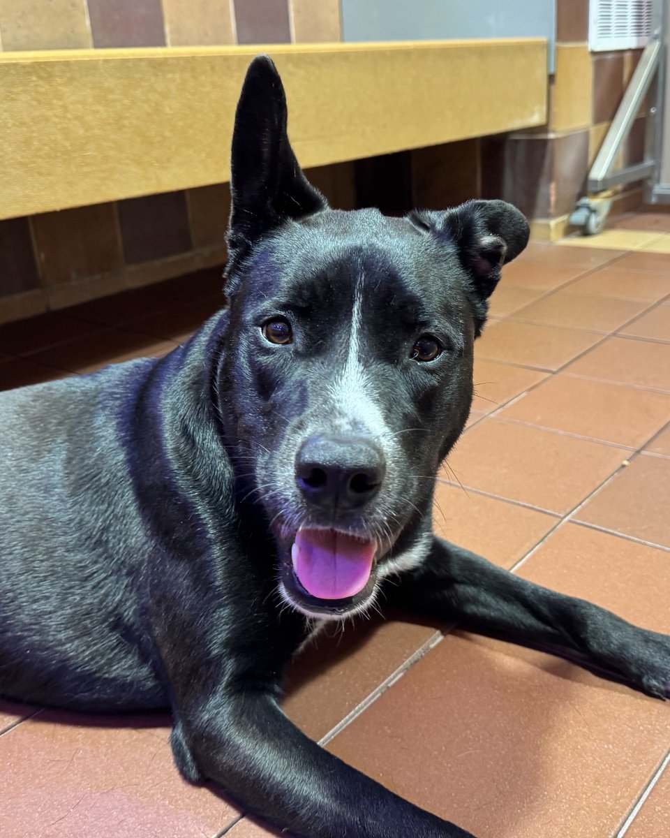 AnimalLeague's tweet photo. Pop has spent nearly every day of her young life waiting for a family. 💔
When Pop (#LA5458) was first rescued in the summer of 2023, she was terrified — unsure of people, unsure of herself, and unsure if she even deserved love. The noise, the strangers, the constant change…it was too much for her tender heart to bear. 🥺 But everything changed when a kind foster stepped in. In a quiet, patient home, Pop blossomed. 🌼
Now, this two-year-old Labrador mix is ready — truly ready — for the forever home she’s been dreaming of for almost two years. 🐾
Pop is affectionate, loyal, and heartbreakingly sweet. With her soft brown eyes and gentle nature, she’ll lean into your legs like she’s known you her whole life. She already knows basic commands, is fully house-trained, and gives the most polite nudges when she needs something — a treat, a potty break, a little love. 🐶💕
She’s a strong girl with a big heart, so an experienced adopter and a home with older children will help her thrive. Pop loves to stay active — whether it’s hiking, walking, or playing in the yard — and she’ll give her whole heart to someone who understands her needs.
Come meet Pop at our Port Washington, NY Adoption Center and show her that forever is finally here. 💞 #GetYourRescueOn #AdoptPop #LabradorMix #RescueDog #SecondChances #AdoptionJourney #ForeverStartsNow