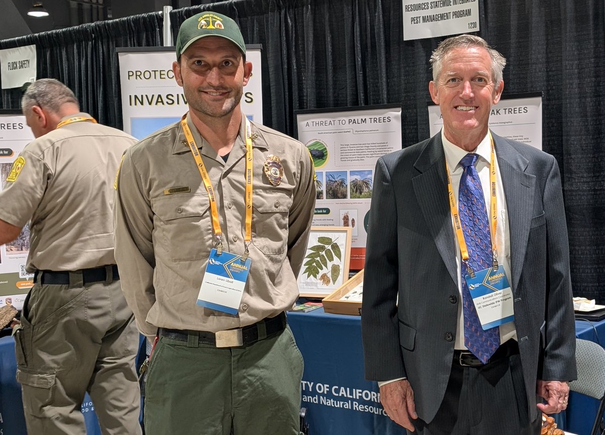 Shothole Borers in California tweet media