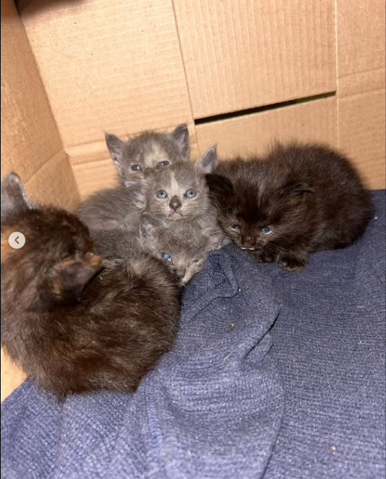 Kitties, for your troubles :>