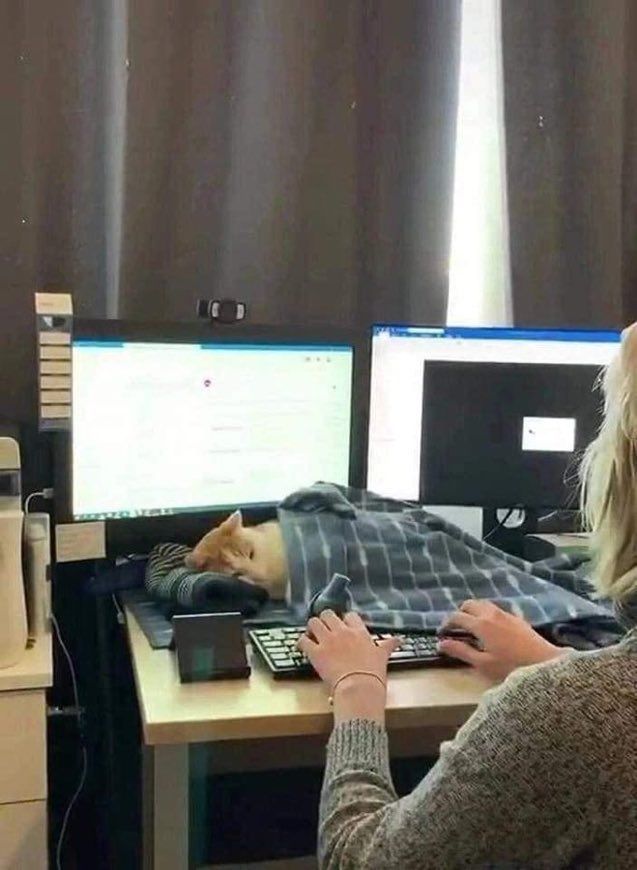 CatWorkers's tweet photo. He's on break. https://t.co/S1BJAOBiNM