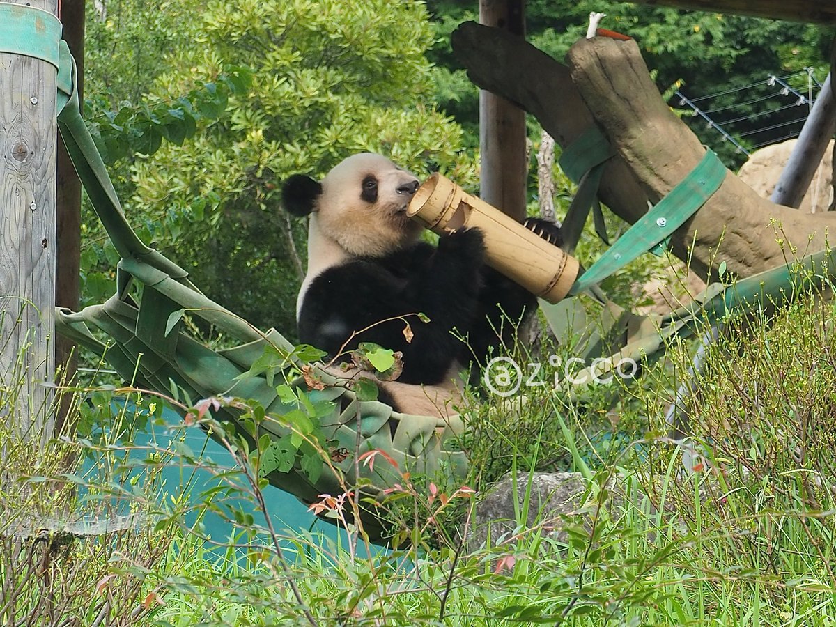 ジッちゃん(・ω・) on X: 