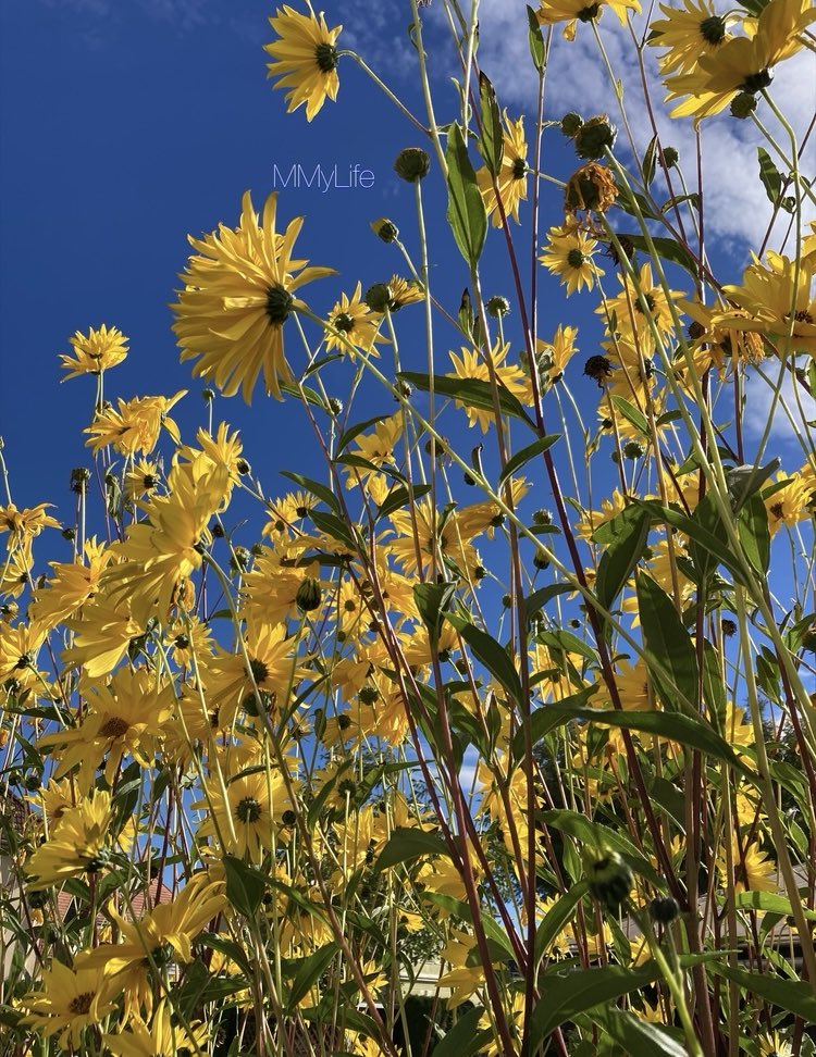 ManuelaMravlak's tweet photo. Bright, beautiful prospects with you…💙
#NaturePhotography #Austria 🇦🇹
#Flowers #FlowersOnSunday #SundayYellow💛
@ThePhotoHour @StormHour 🌼
#SundayFeeling #SundayBlue 💎 https://t.co/4xm1lqq8Sd