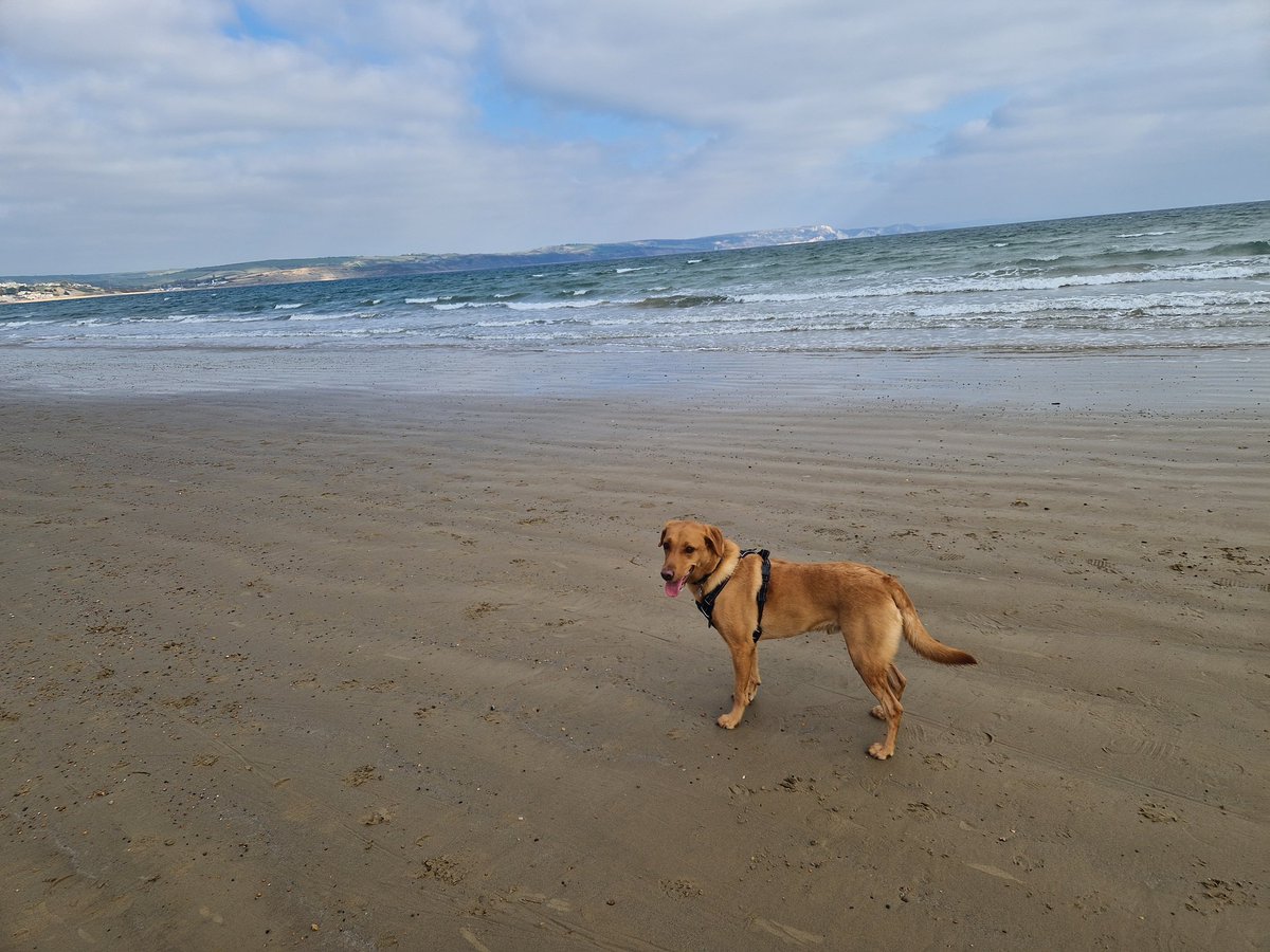 Vicky_Freeman's tweet image. A lovely, sunny autumnal afternoon on Weymouth Beach