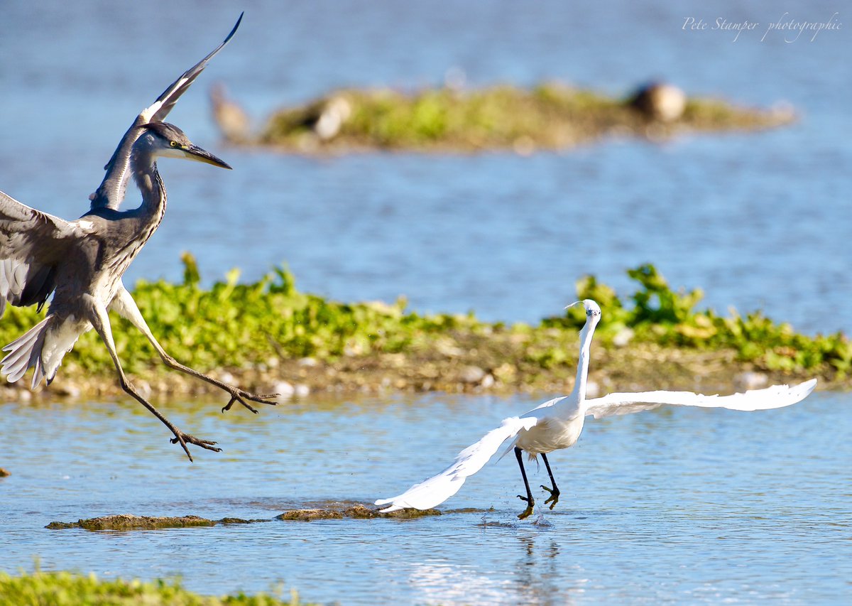 I wondered why he moved !!! ... <a href="/WWTSlimbridge/">WWT Slimbridge</a> <a href="/slimbridge_wild/">Slimbridge Sightings</a> <a href="/Natures_Voice/">RSPB</a> <a href="/GlosBirds/">Glos Bird News</a> <a href="/HerefsBirds/">HerefordshireBirds</a>