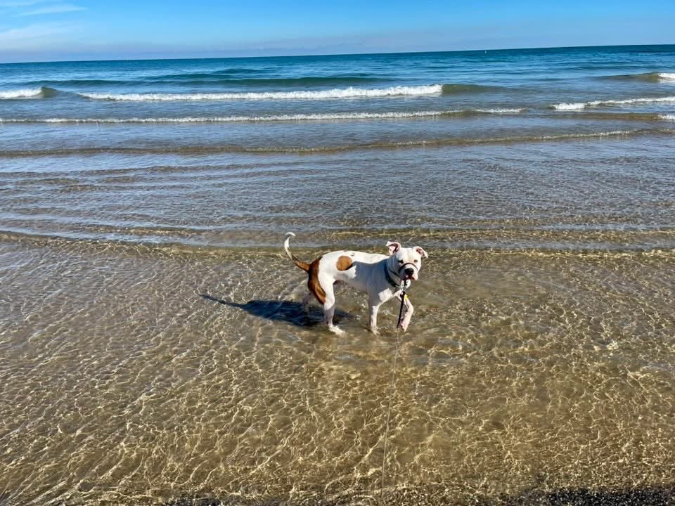 ClaraRose's tweet image. Today was Sonti’s first time at the beach!! My baby was simultaneously mesmerized and freaked out. Every wave was an advancing army. 🏖️🌊⚔️🦮

Big brother Ralphie was zero help. 😂🐶

#beachdog #dogsoftwitter #dogmomlife #pitbull #pitbulllove #dontbullymybreed #adoptdontshop