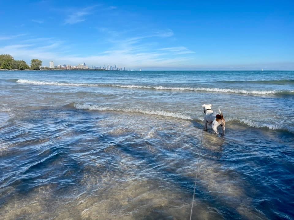 ClaraRose's tweet image. Today was Sonti’s first time at the beach!! My baby was simultaneously mesmerized and freaked out. Every wave was an advancing army. 🏖️🌊⚔️🦮

Big brother Ralphie was zero help. 😂🐶

#beachdog #dogsoftwitter #dogmomlife #pitbull #pitbulllove #dontbullymybreed #adoptdontshop