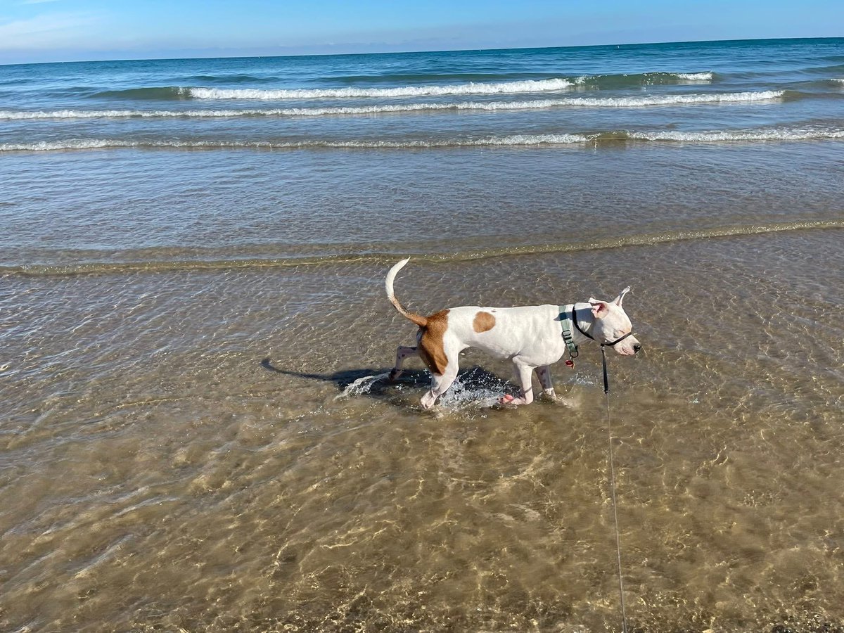 ClaraRose's tweet image. Today was Sonti’s first time at the beach!! My baby was simultaneously mesmerized and freaked out. Every wave was an advancing army. 🏖️🌊⚔️🦮

Big brother Ralphie was zero help. 😂🐶

#beachdog #dogsoftwitter #dogmomlife #pitbull #pitbulllove #dontbullymybreed #adoptdontshop