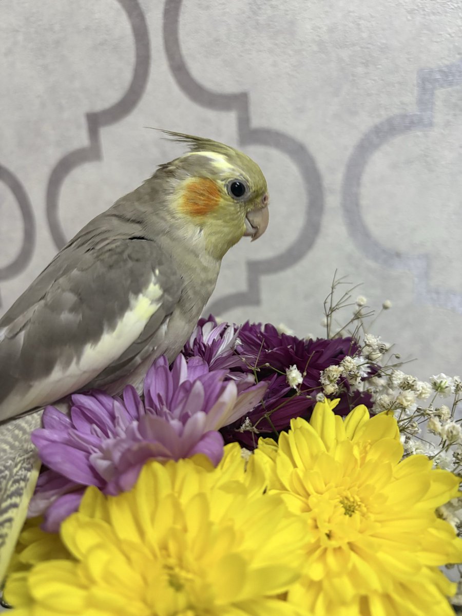 ياكثر الورد اللي بالصوره