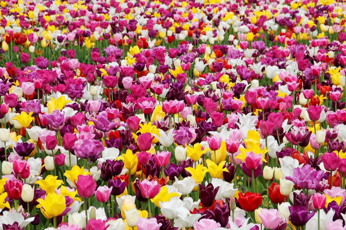 Engy525's tweet image. أنقى من بساتين الورد قلبك🌷💘
#Tulips #SpringVibes #FlowerMood #جمال_الطبيعة #ورد