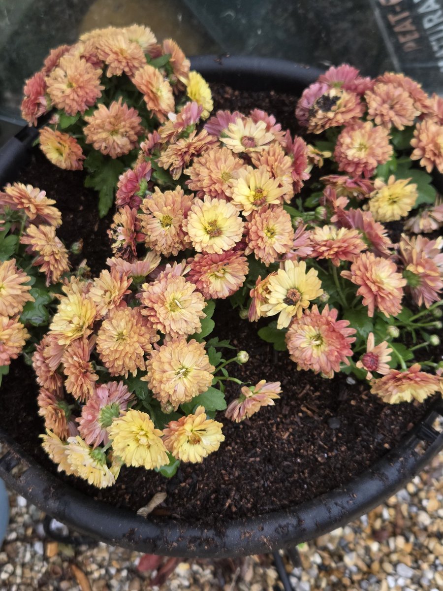 It has only taken me a month to plant these up