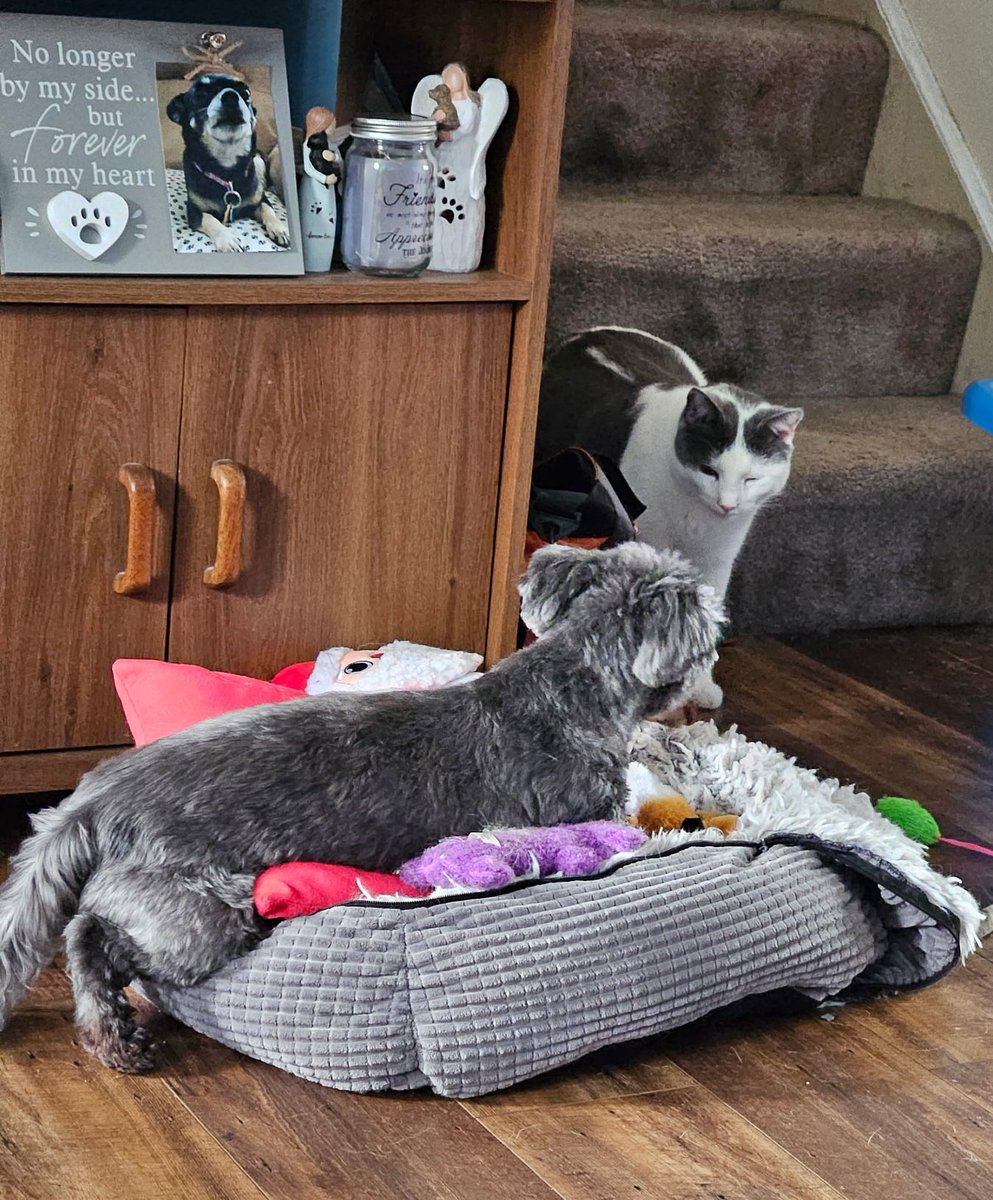 paco5775's tweet image. Downton couldn&apos;t decide which toy he wanted, so he collected several, including one of Stubbs&apos; toys🤣 #dogsoftwitter