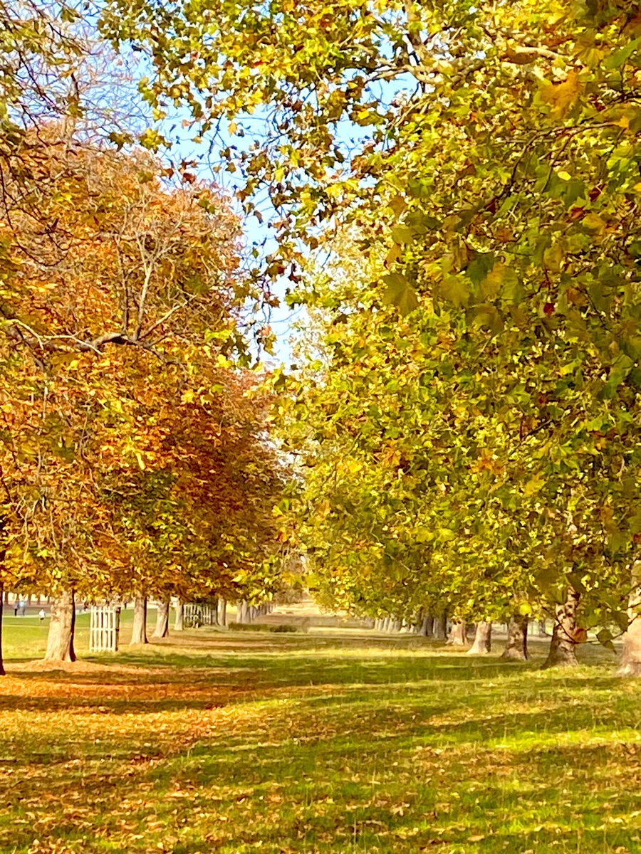 gosia_bal's tweet image. Beautiful autumn day in #Windsor  #LongWalk 

@ThePhotoHour @DailyPicTheme2 @StormHour @BBCLondonNews @visitwindsor
