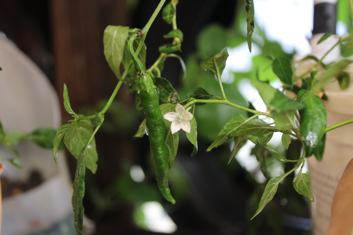 docsanderson's tweet image. #Scientists #Laboratory #Chemistry #Botany #Buddies #Spouses @esa @Nature @Ginger_Zee Maggie , G. The #MorningGlories are mostly done out in the #Garden but are #Thriving in #GreenHouse #Blooming into #Afternoon Love you Mwah Slow&amp;amp;Low Lelon-PS really &quot;Private&quot; Office Beautifuls