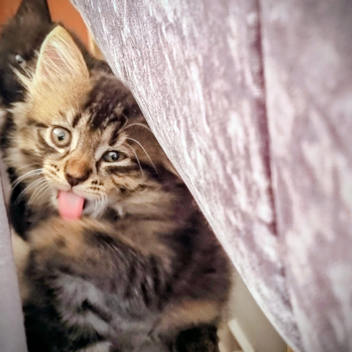 Princess Pinnie CBA👸 tweet media