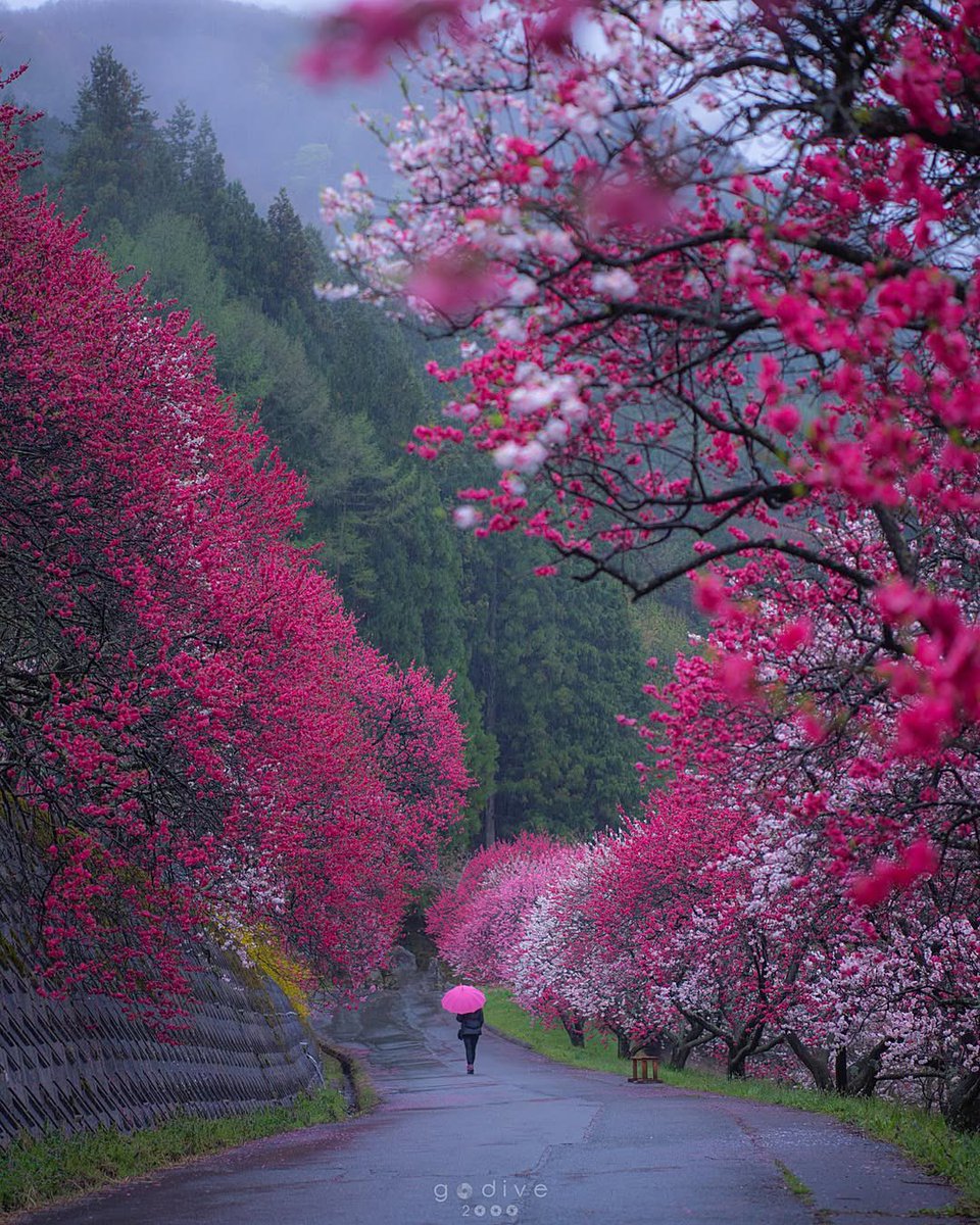 JeanetteEliz's tweet image. Good Evening Everyone 💞🌸💕