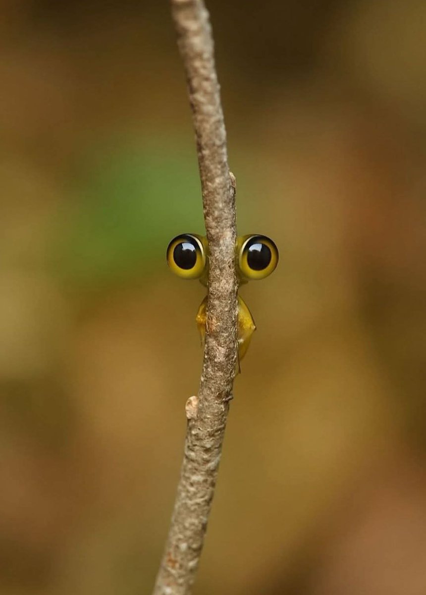 Ro (@roberto65308180) on Twitter photo Eyes too big for hide and seek ..😄 Eyes too big for hide and seek ..😄
