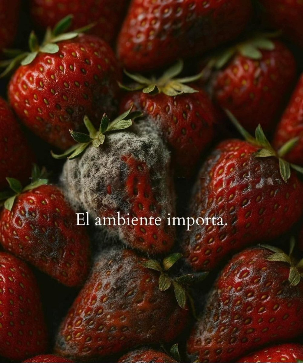 Sperezpa's tweet image. 🍓 A veces, el problema no es la persona, sino el ambiente en el que crece.

Un entorno laboral saludable puede transformar el talento. Uno tóxico, lo deteriora.

Cuidar el clima organizacional no es un lujo, es una necesidad.

#CulturaLaboral #Liderazgo #ClimaOrganizacional