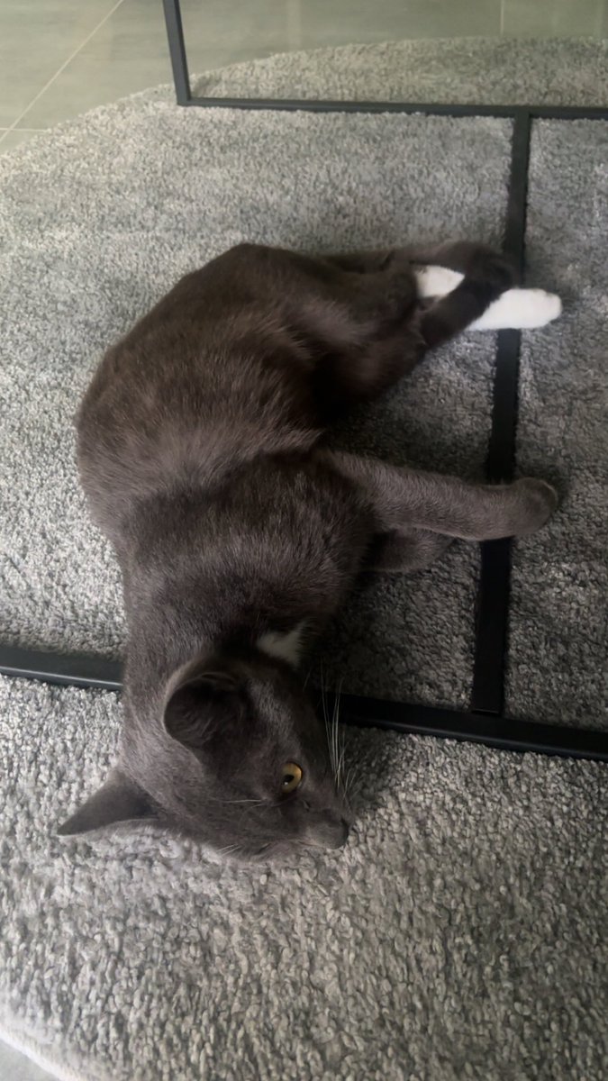 Ruhe in frieden mein kleiner, auch wenn du nur 4 Monate bei uns warst tut es extrem weh🕊️