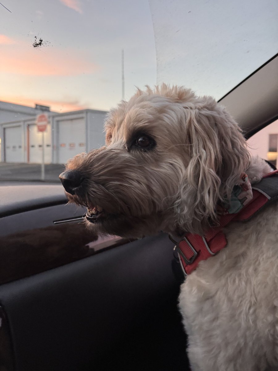 Lauren Smith tweet media