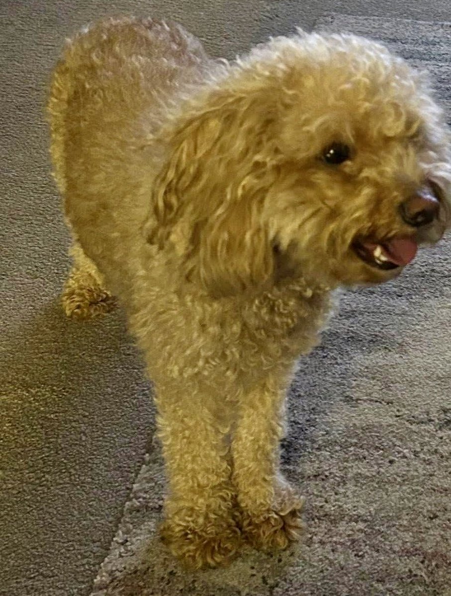 🆘11 OCT 2025 #Lost MABEL #ScanMe
Apricot CAVAPOO Poodle Cross Female
On Train Tracks #LowerMickletown #Leeds #WestYorkshire #LS26
doglost.co.uk/dog/200392