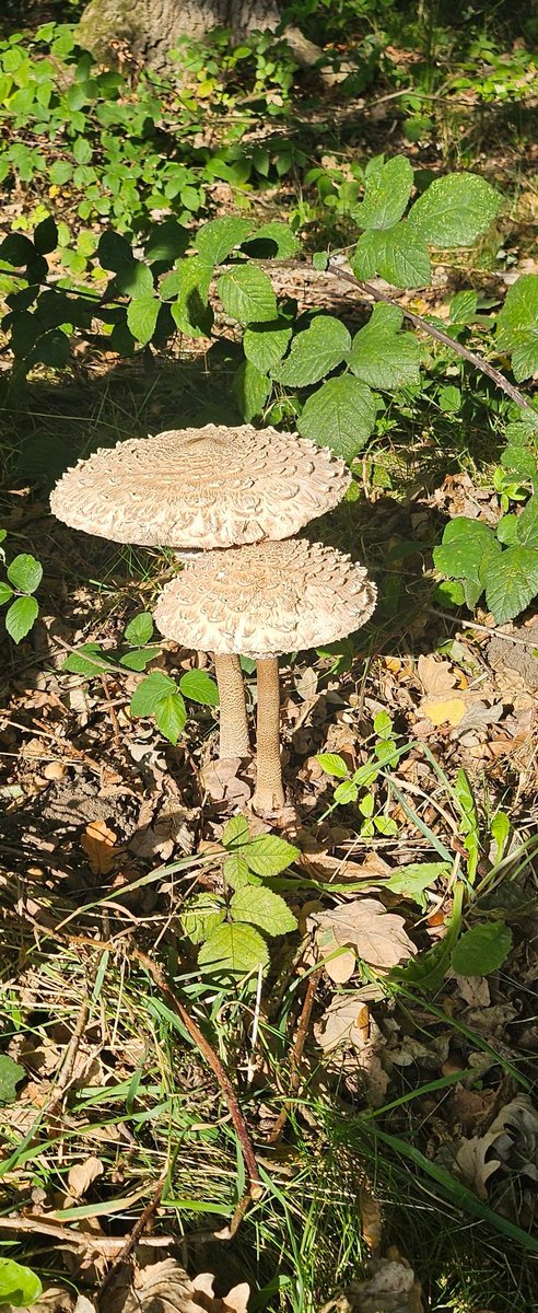 LoopyLozz's tweet photo. Definitely was in the presence of Faeries today @YWTPottericCarr https://t.co/7dxO1rNvvz