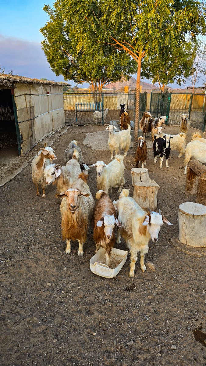 Ali | OmanTripper tweet media