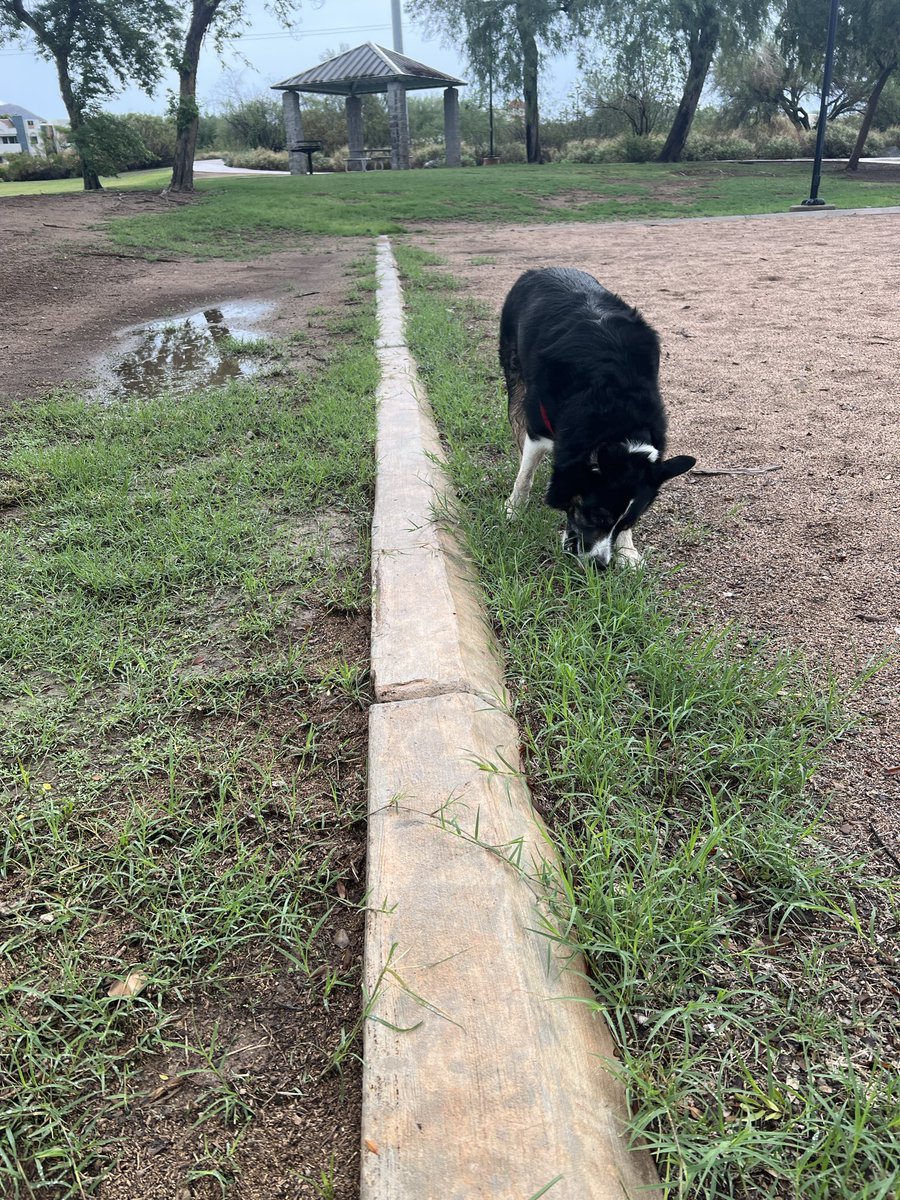 Herder_Jack's tweet image. After two days of downpours, I’m finally able to go to the park, play ball and eat my greens! #bordercollie #twitterdogcommunity #dogsoftwitter