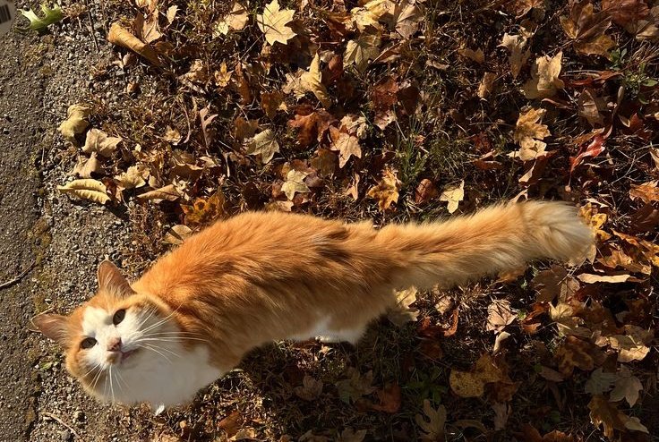 autumn girl tweet media