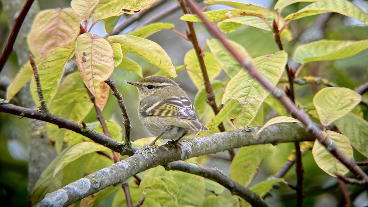 Yellow-browed Warbler at Aldeburgh churchyard today.