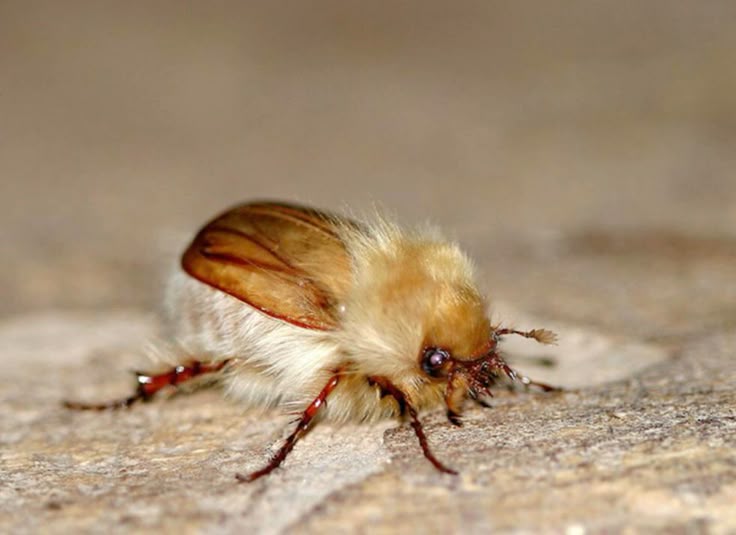 I'm anxious to the point of throwing up for no reason

woolly chafer beetle: